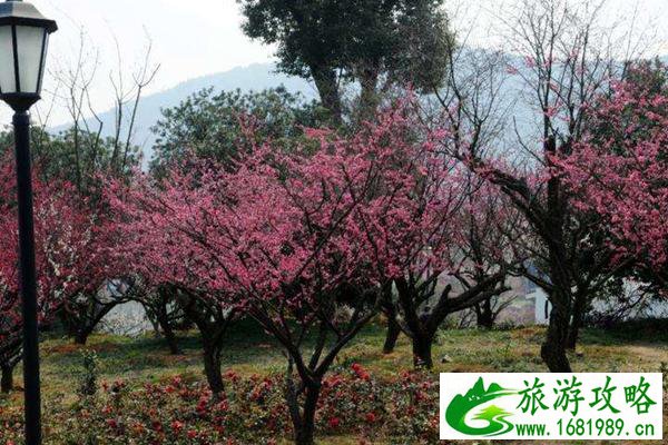 上海大爷拔充电器被抓包 当事人：我才刚开始充