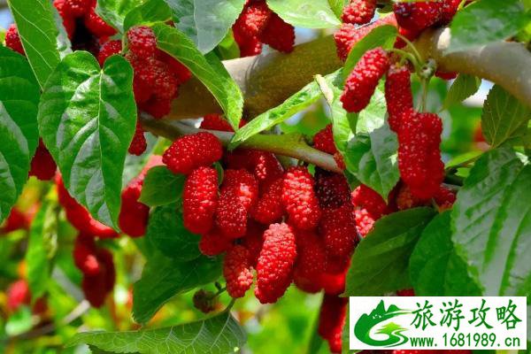 上海哪里适合拍婚纱(上海哪些地方适合拍婚纱外景)