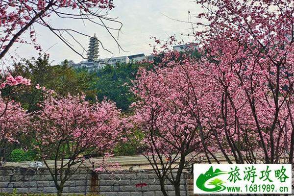 南宁探险指南探索广西玉林瑶族风情、梧州龙母山等天然景观！