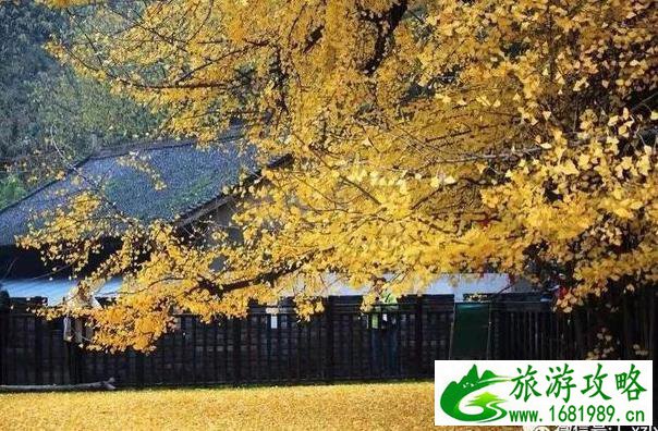 过年适合去哪里旅游(过年适合去哪里旅游带孩子)