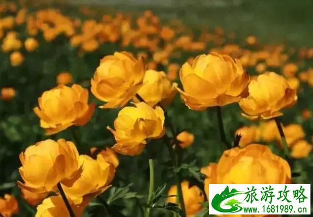 雷州市旅游攻略(雷州市旅游地图)